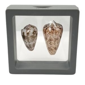 Decorative Shell Display in Gray Frame 2.75x2.75